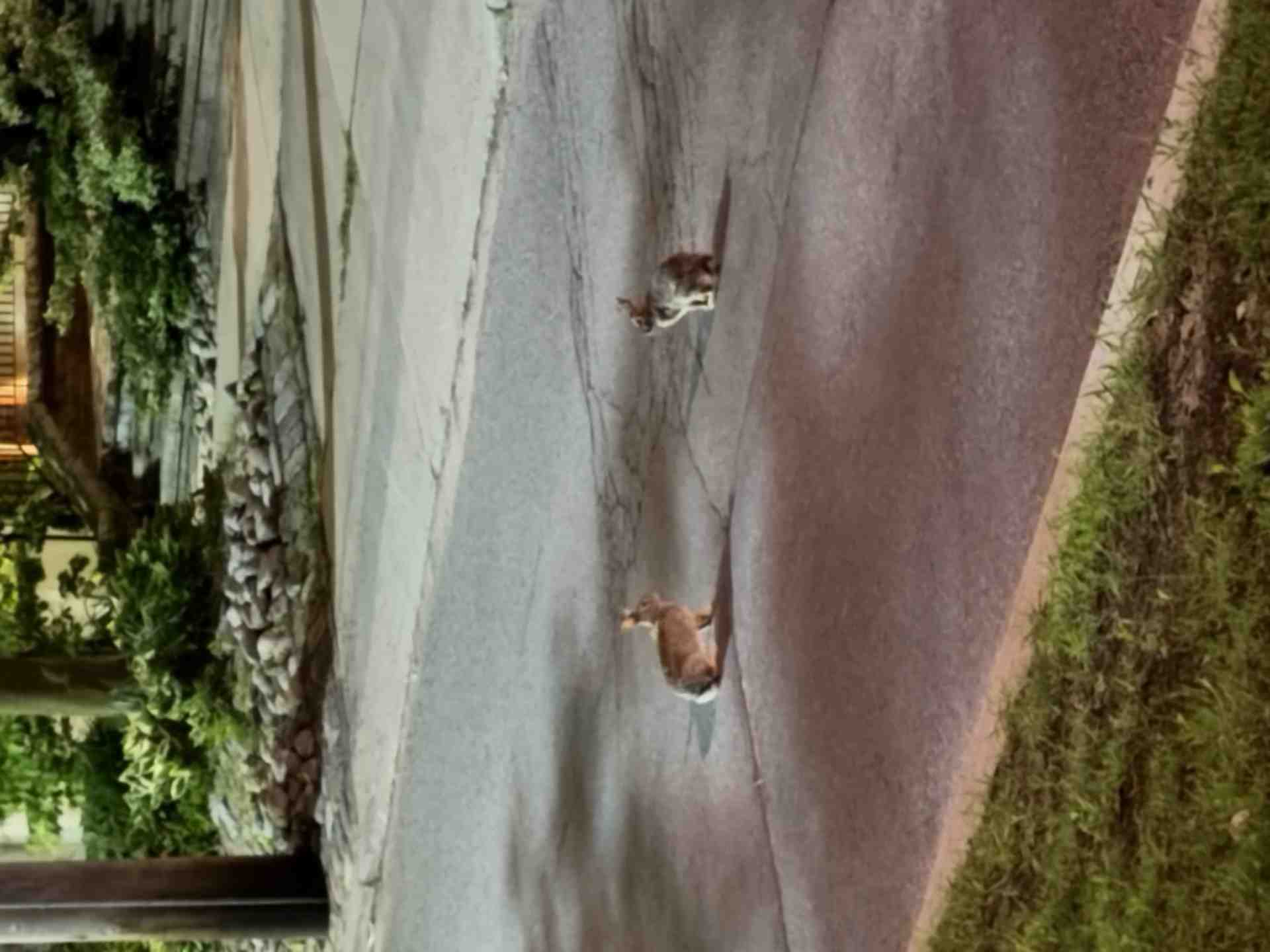 Thumbnail of the image